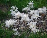 Colchicum autumnale. Цветущие растения (cv Alboplena). Москва, Воробьёвы горы, Ботанический сад МГУ, участок примеров декоративного оформления. 26.09.2024.