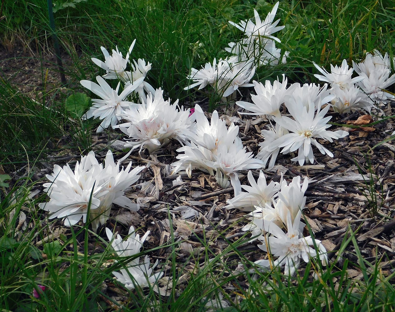 Image of Colchicum autumnale specimen.