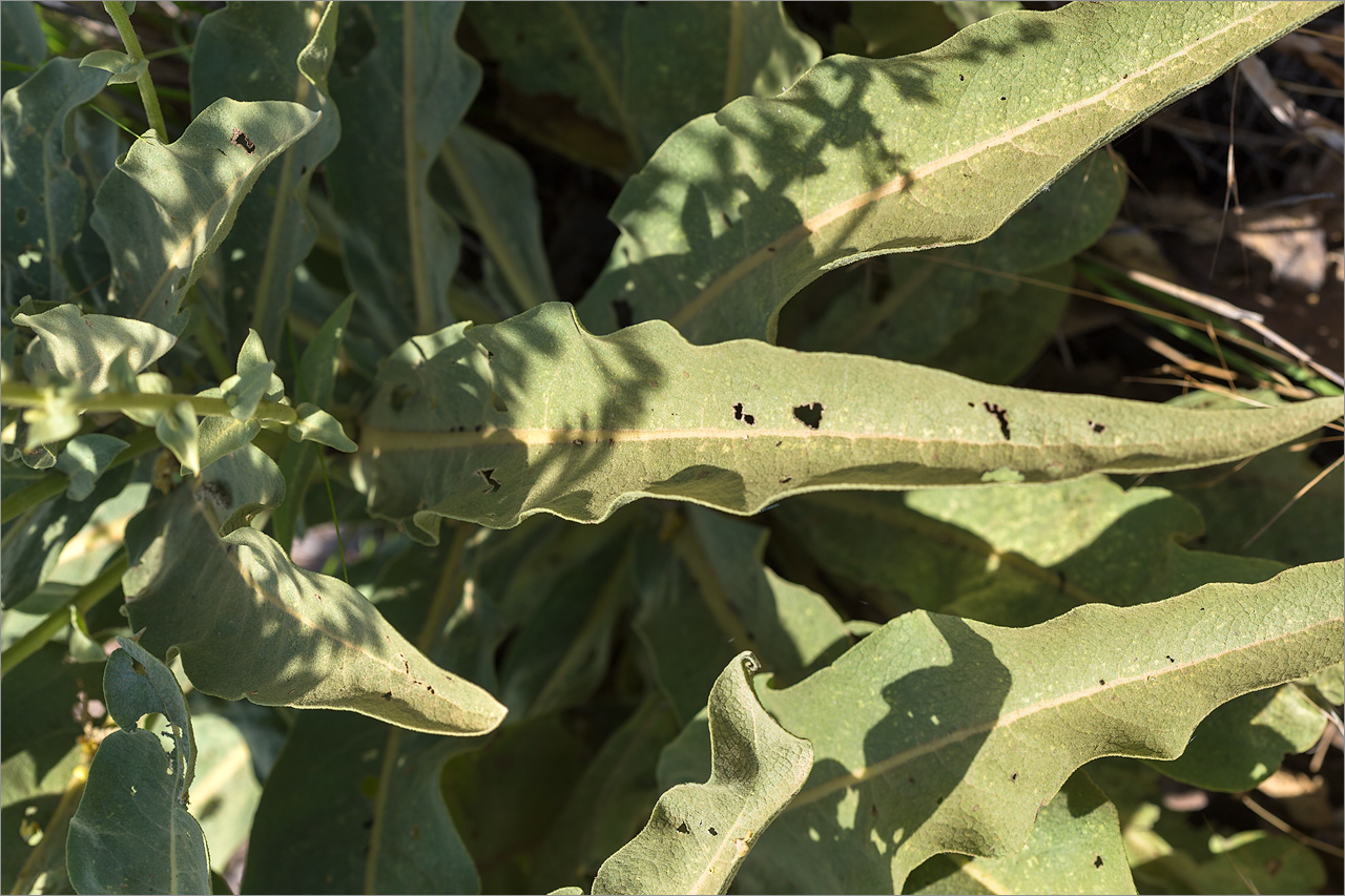 Image of genus Verbascum specimen.