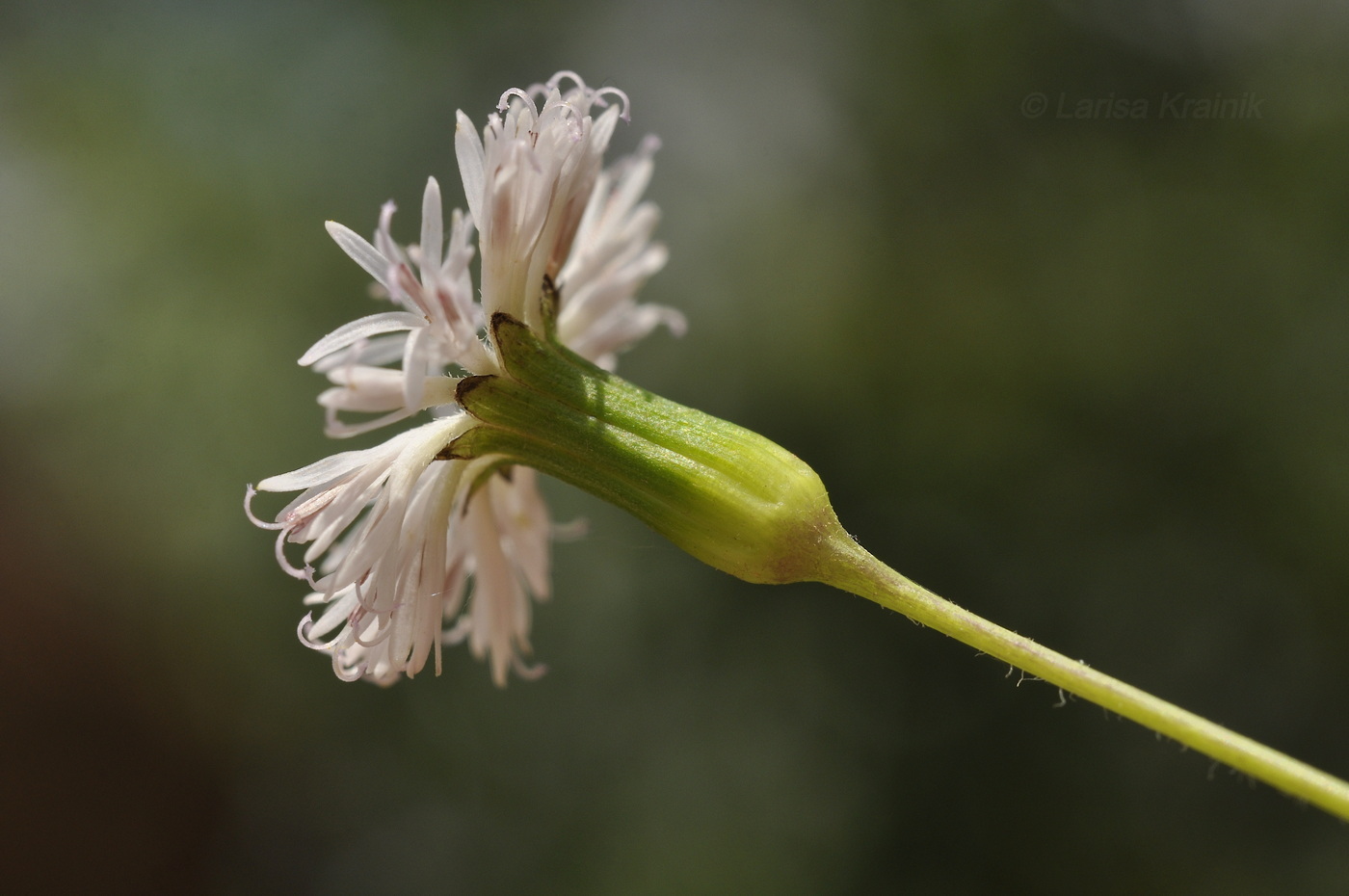 Image of familia Asteraceae specimen.