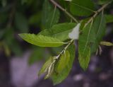 Salix caprea