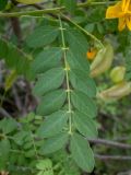 Смотреть изображение Colutea cilicica