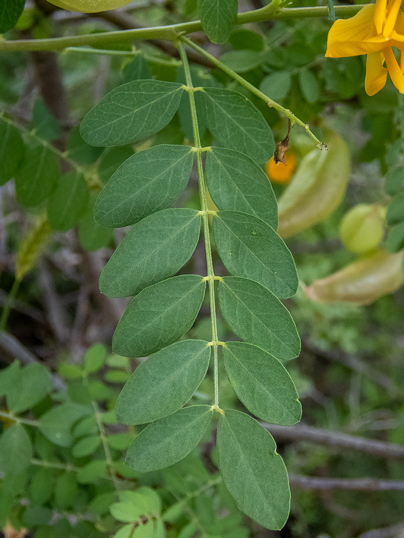 Изображение особи Colutea cilicica.