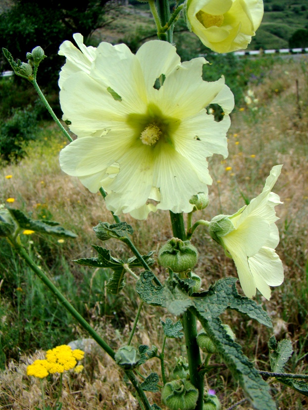 Image of Alcea rugosa specimen.