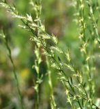 Lolium multiflorum. Соцветия. Московская обл., Одинцовский р-н, окр. г. Кубинка, окр. вдхр. Трасна, обочина бетонной дороги, глинистая почва. 25.06.2022.