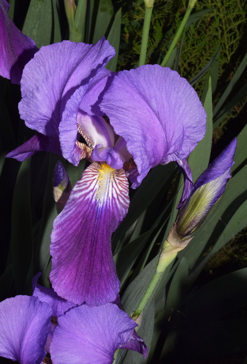 Image of Iris × hybrida specimen.