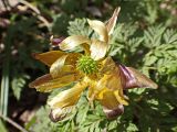 View full-size image Adonis amurensis