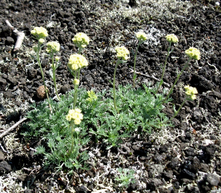 Изображение особи Artemisia glomerata.