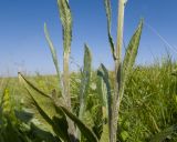 View full-size image Tephroseris subfloccosa