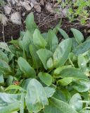 View full-size image Valeriana alpestris