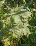 View full-size image Delphinium bracteosum