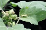 View full-size image Xanthium strumarium