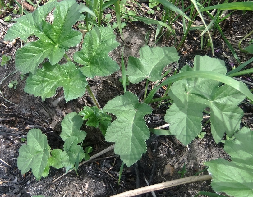 Image of Heracleum sibiricum specimen.