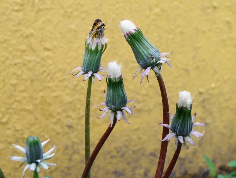 Image of genus Taraxacum specimen.