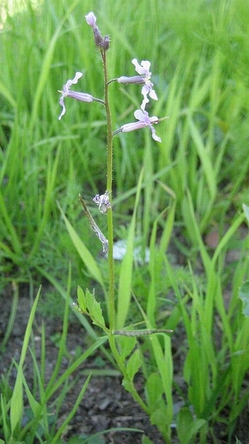 Изображение особи Chorispora tenella.