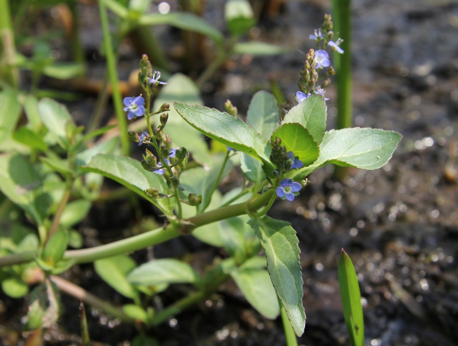 Image of Veronica beccabunga specimen.