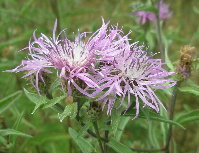 Image of Centaurea salicifolia specimen.