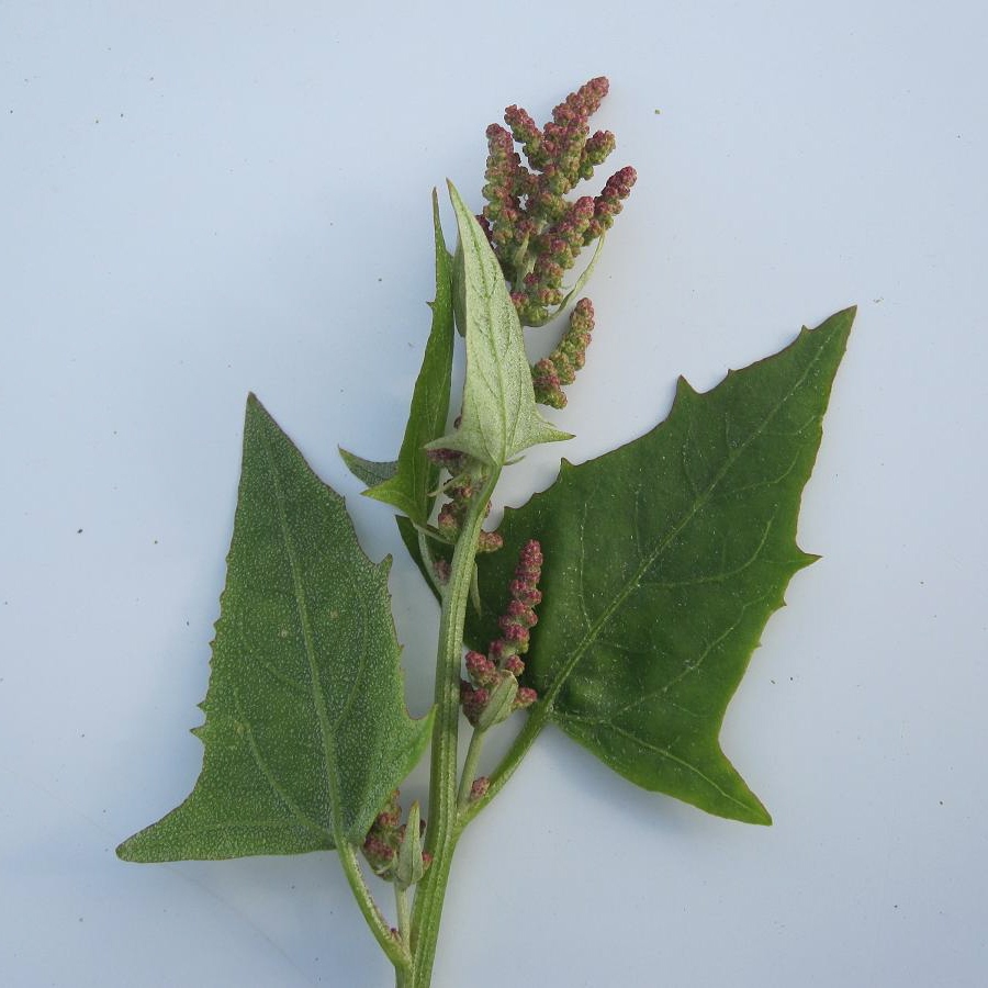 Image of Atriplex prostrata specimen.