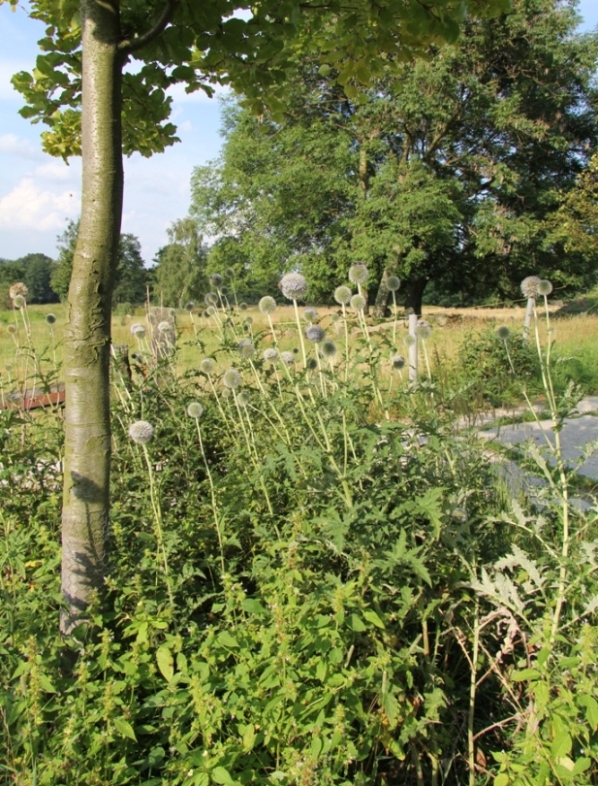 Image of Echinops exaltatus specimen.