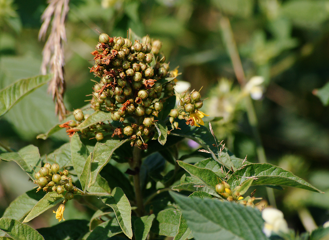 Image of Lysimachia vulgaris specimen.