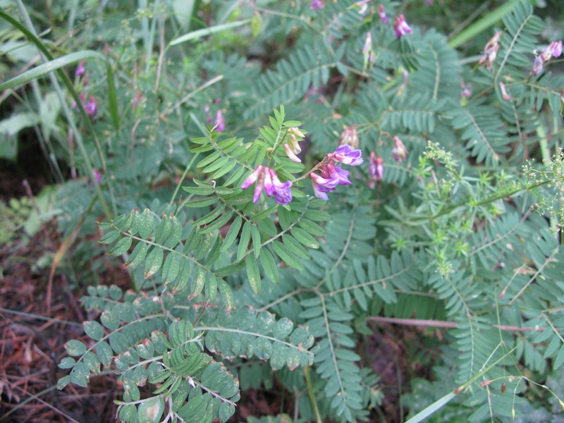 Image of Vicia cassubica specimen.