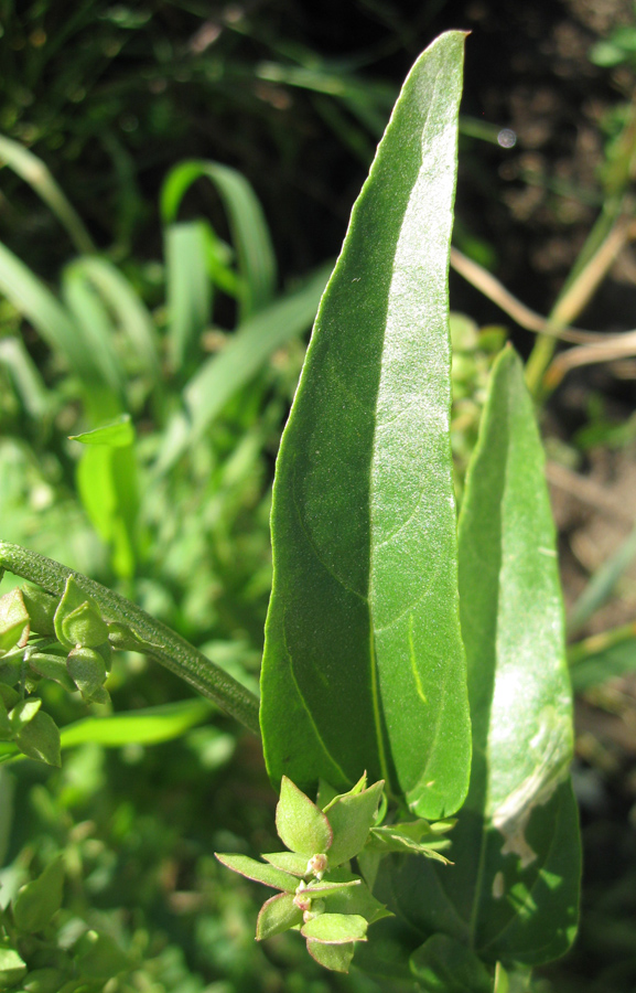 Image of Atriplex sagittata specimen.