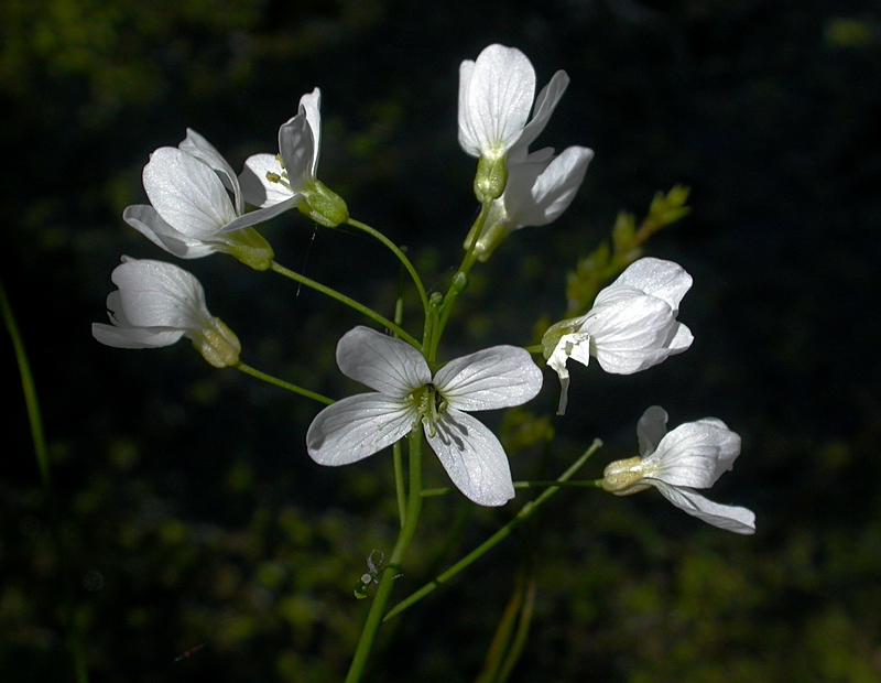 Image of Cardamine pratensis specimen.