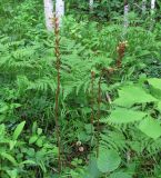 Gastrodia elata