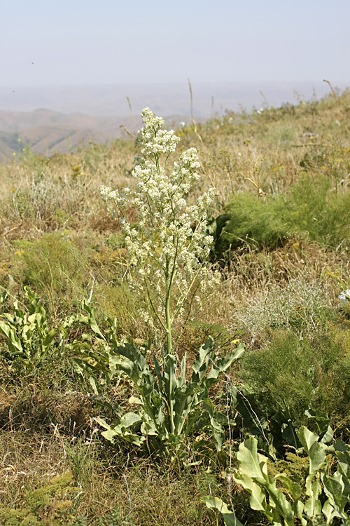 Image of Stubendorffia orientalis specimen.