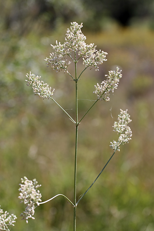 Image of Silene wolgensis specimen.