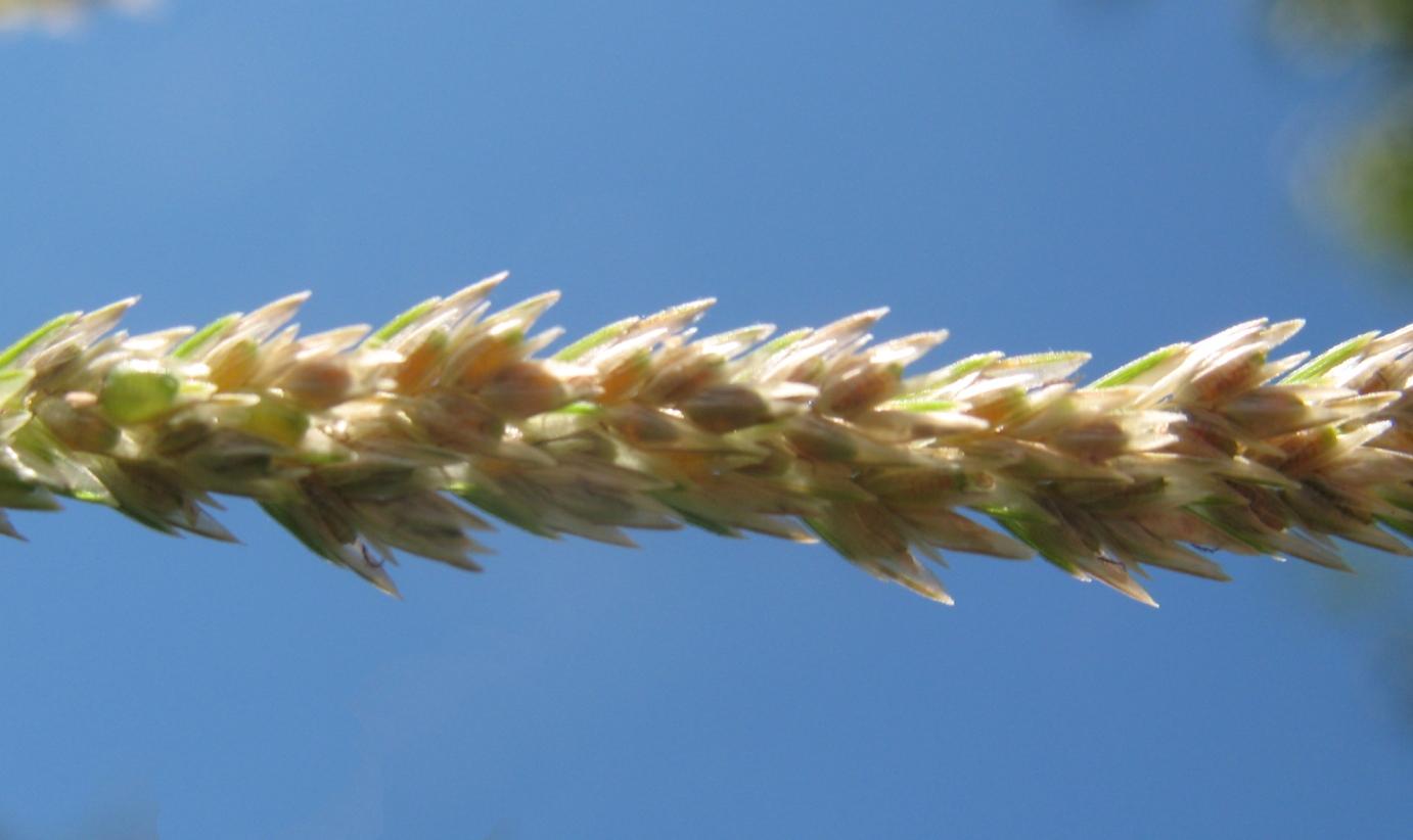 Image of Eleusine indica specimen.