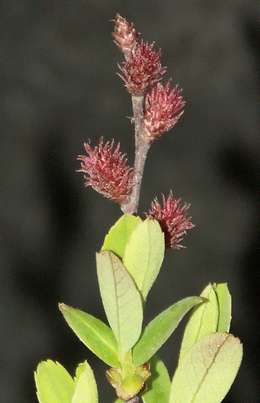 Image of Myrica gale specimen.