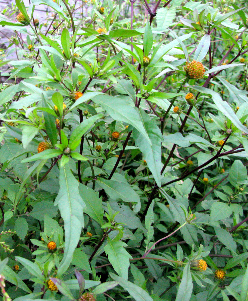 Image of Bidens connata specimen.