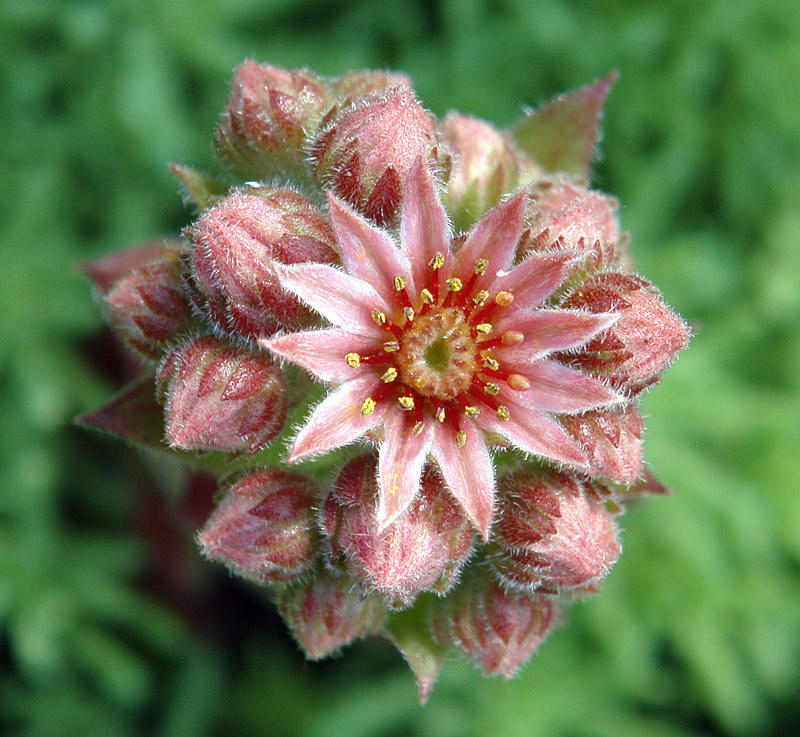 Изображение особи Sempervivum tectorum.