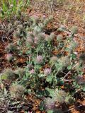 Trifolium hirtum. Отцветающие растения. Крым, Севастополь, Караньская балка. 27 мая 2012 г.