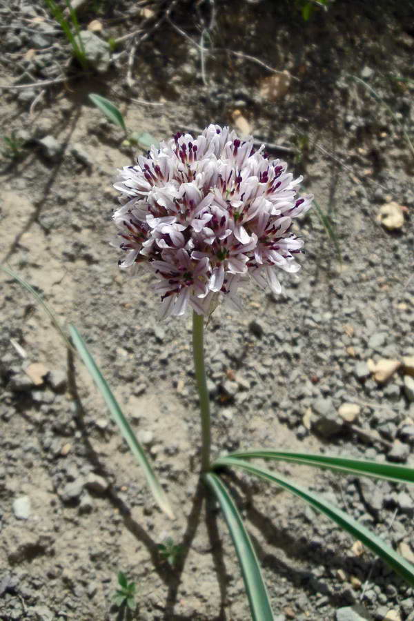 Image of Allium leonidii specimen.