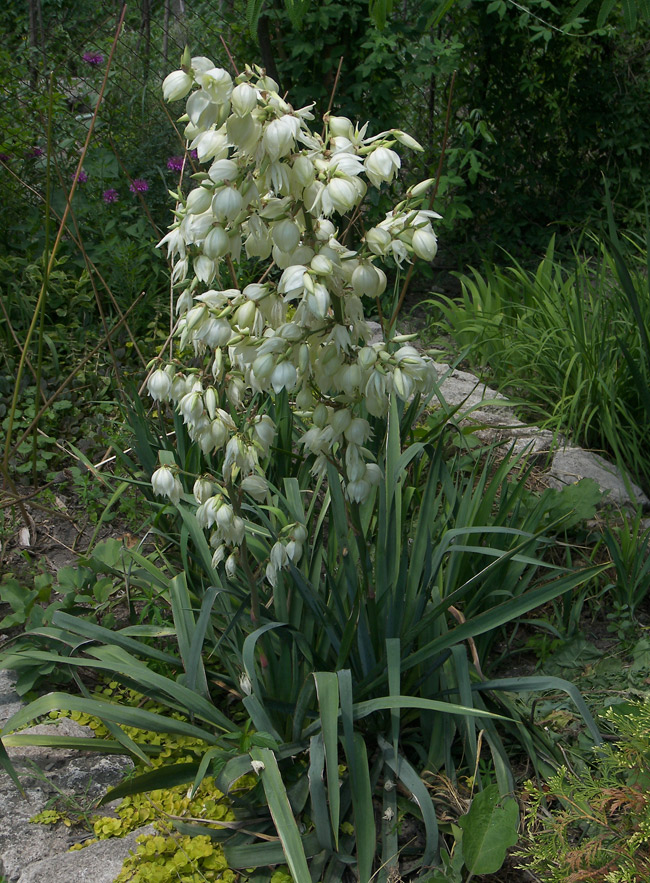 Изображение особи Yucca filamentosa.