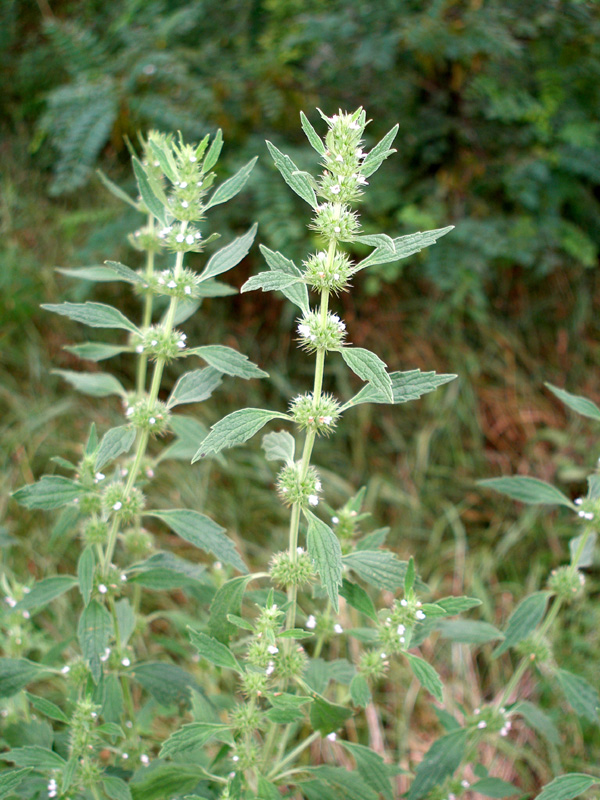 Image of Chaiturus marrubiastrum specimen.