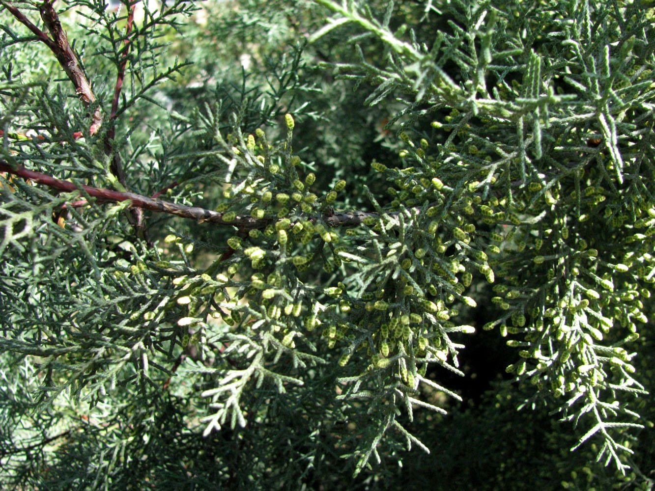 Image of Cupressus arizonica specimen.