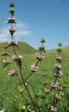 Phlomoides tuberosa. Верхняя часть побега с соцветием. Белгородская обл., Борисовский р-н, ур. \"Острасьевы яры\" заповедника \"Белогорье\". Середина июля.