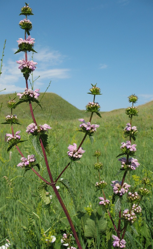 Image of Phlomoides tuberosa specimen.