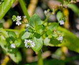 Veronica anagallis-aquatica