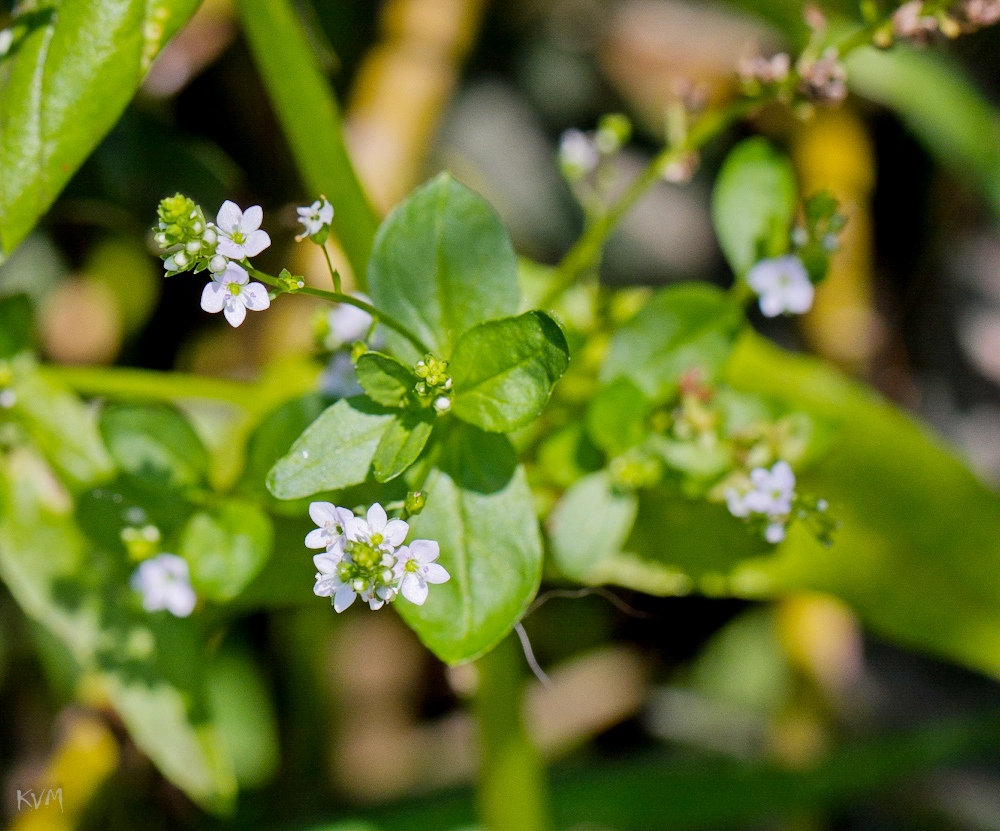 Image of Veronica anagallis-aquatica specimen.