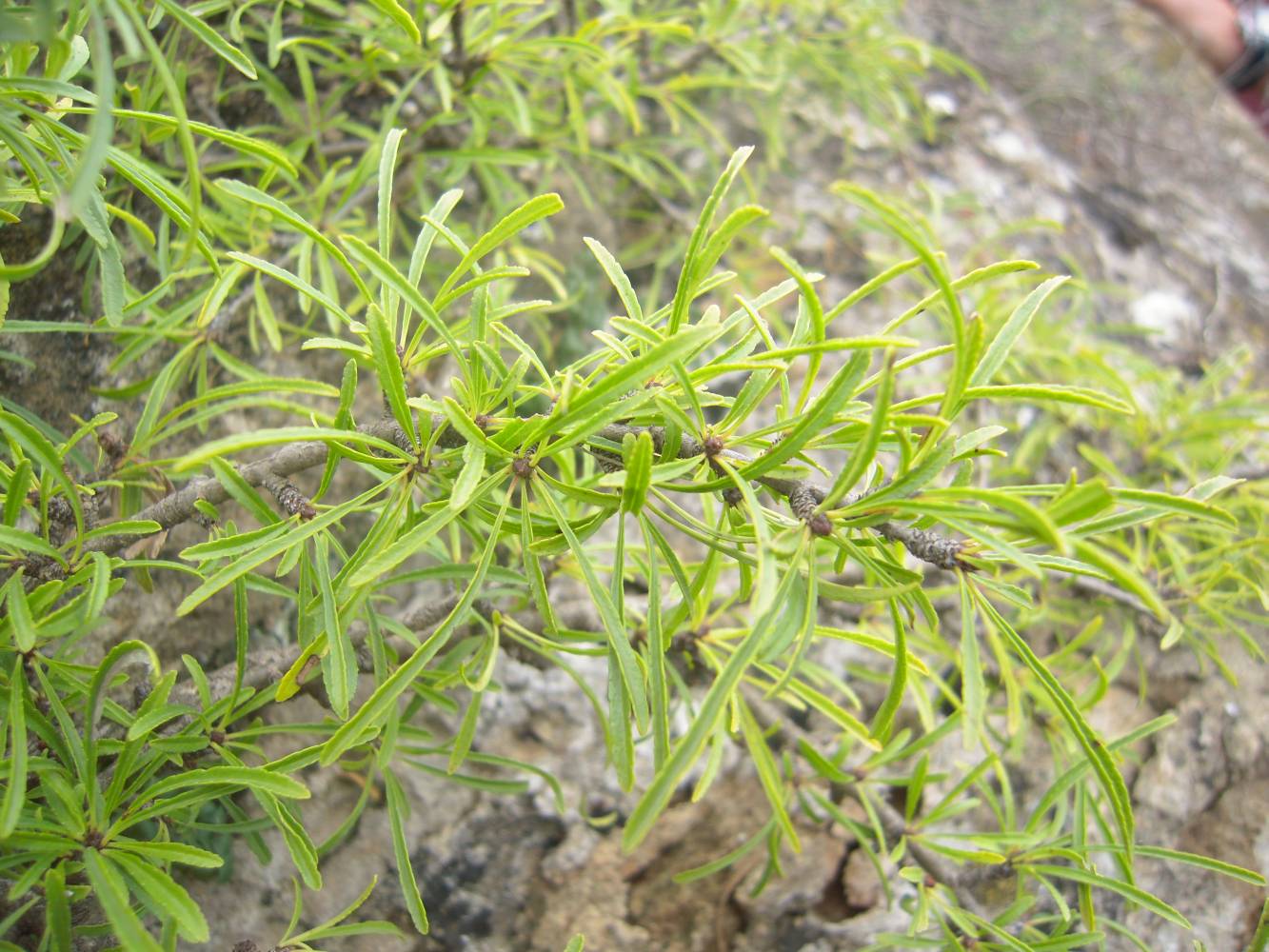 Image of Rhamnus erythroxyloides specimen.