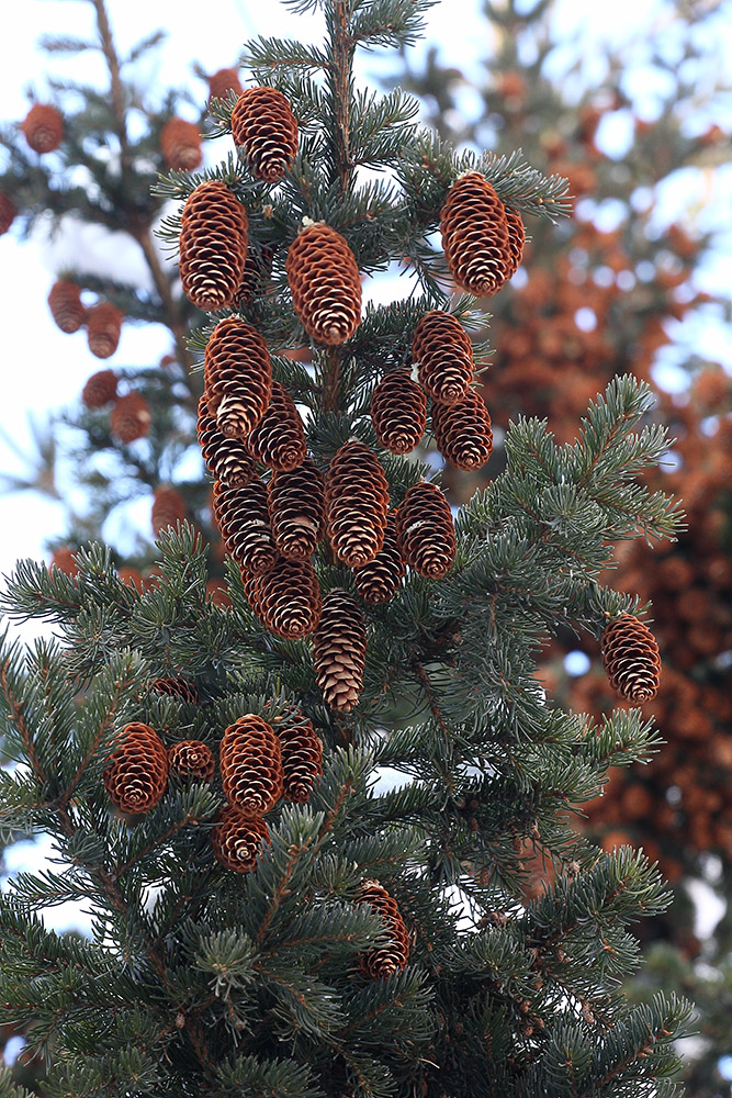 Изображение особи Picea obovata.