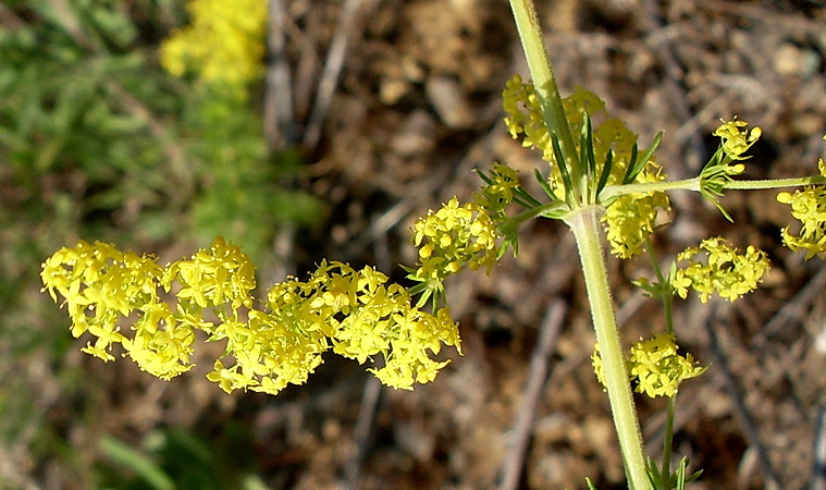 Image of Galium verum specimen.