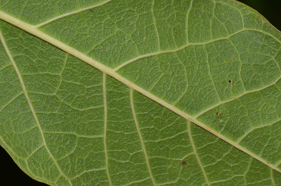 Image of Kigelia pinnata specimen.