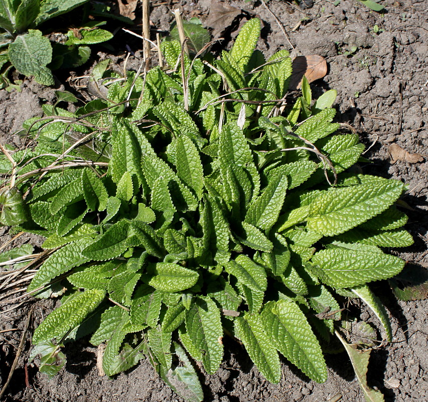 Image of Betonica officinalis specimen.