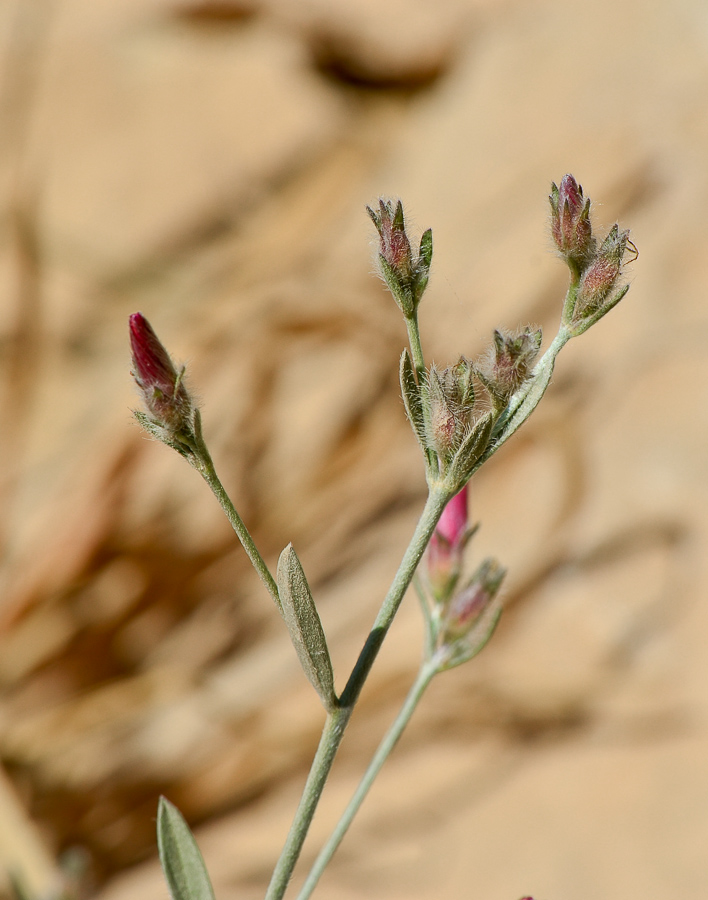 Image of Convolvulus oleifolius specimen.