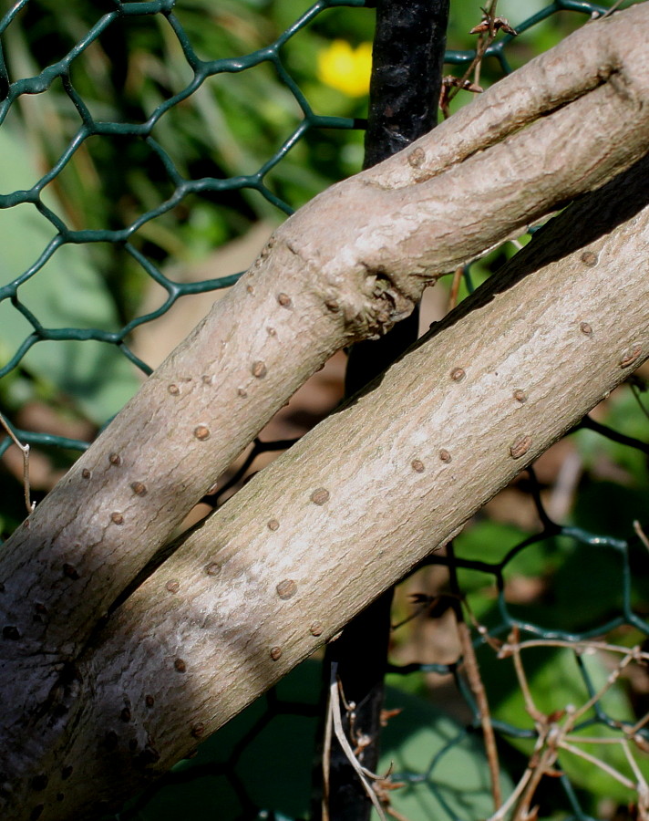 Image of Calycanthus chinensis specimen.